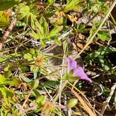 Geranium sp. (Geranium) at Wambrook, NSW - 3 Feb 2023 by Mike