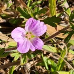 Geranium sp. at Wambrook, NSW - 4 Feb 2023