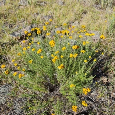 Chrysocephalum semipapposum (Clustered Everlasting) at Wambrook, NSW - 4 Feb 2023 by Mike