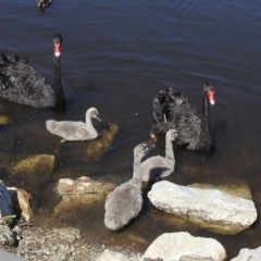 Cygnus atratus (Black Swan) at Queanbeyan River - 31 Jan 2023 by GlossyGal