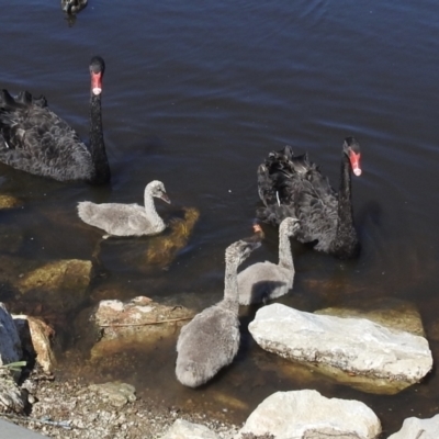 Cygnus atratus (Black Swan) at Queanbeyan River - 31 Jan 2023 by GlossyGal