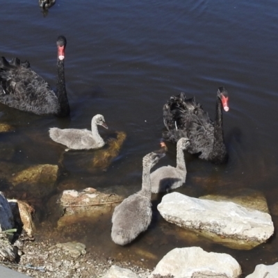 Cygnus atratus (Black Swan) at Queanbeyan, NSW - 31 Jan 2023 by GlossyGal