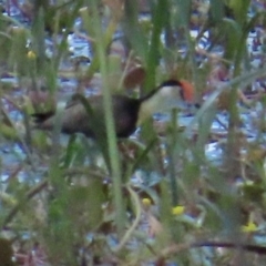 Irediparra gallinacea (Comb-crested Jacana) at Wollogorang, NSW - 4 Feb 2023 by BenW