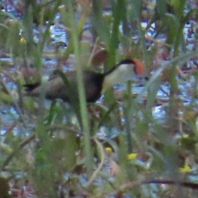 Irediparra gallinacea (Comb-crested Jacana) at Wollogorang, NSW - 4 Feb 2023 by BenW