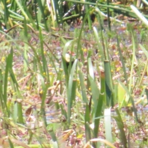 Irediparra gallinacea at Wollogorang, NSW - 4 Feb 2023