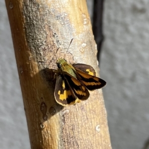 Ocybadistes walkeri at Lyneham, ACT - 3 Feb 2023