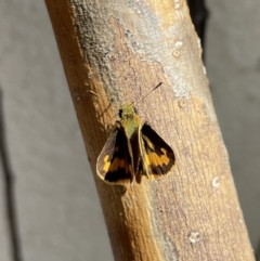 Ocybadistes walkeri at Lyneham, ACT - 3 Feb 2023