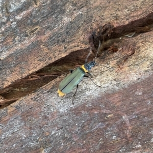 Chauliognathus lugubris at Lyneham, ACT - 4 Feb 2023 12:10 PM