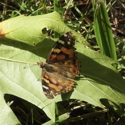 Vanessa kershawi (Australian Painted Lady) at Bombala, NSW - 1 Feb 2023 by GlossyGal