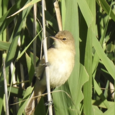 Acrocephalus australis (Australian Reed-Warbler) at Bombala, NSW - 1 Feb 2023 by GlossyGal