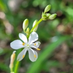 Chlorophytum comosum (Ribbon or Spider Plant) at Mollymook, NSW - 4 Feb 2023 by trevorpreston