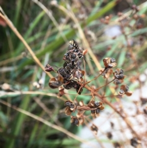 Lipotriches (Austronomia) phanerura at Hackett, ACT - 3 Feb 2023 01:11 PM