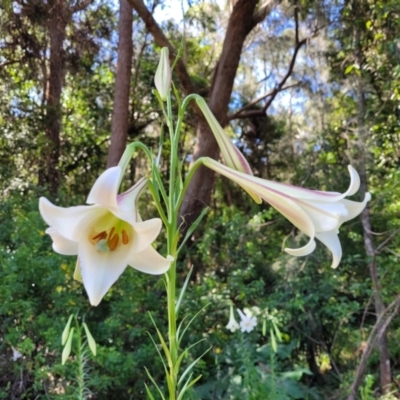 Lilium formosanum (Taiwan Lily, Tiger Lily) at Mollymook, NSW - 4 Feb 2023 by trevorpreston