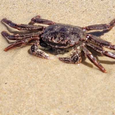 Unidentified Crab at Narrawallee, NSW - 4 Feb 2023 by trevorpreston