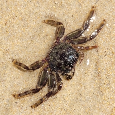 Unidentified Crab at Narrawallee, NSW - 4 Feb 2023 by trevorpreston