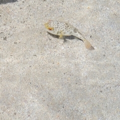 Unidentified Marine Fish Uncategorised at Narrawallee, NSW - 4 Feb 2023 by trevorpreston