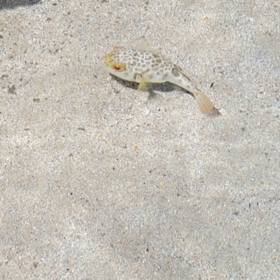 Unverified Marine Fish Uncategorised at Narrawallee, NSW - 4 Feb 2023 by trevorpreston