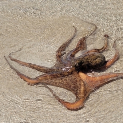 Octopus tetricus at Narrawallee, NSW - 4 Feb 2023 by trevorpreston
