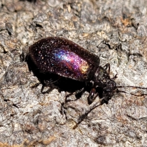 Ecnolagria tomentosa at Narrawallee, NSW - 4 Feb 2023 03:00 PM