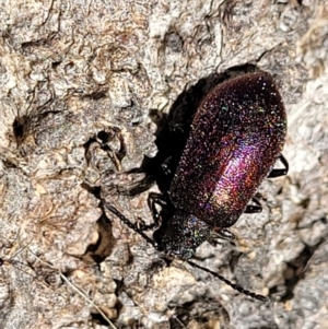 Ecnolagria tomentosa at Narrawallee, NSW - 4 Feb 2023 03:00 PM