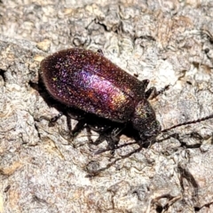 Ecnolagria tomentosa at Narrawallee, NSW - 4 Feb 2023 03:00 PM