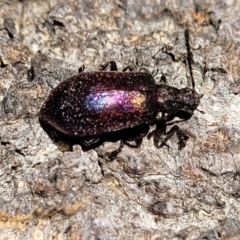 Ecnolagria tomentosa at Narrawallee, NSW - 4 Feb 2023 03:00 PM