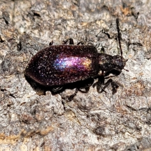 Ecnolagria tomentosa at Narrawallee, NSW - 4 Feb 2023 03:00 PM