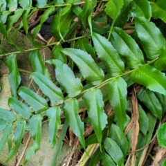 Cyrtomium falcatum (Holly Fern) at Narrawallee, NSW - 4 Feb 2023 by trevorpreston