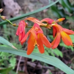 Crocosmia x crocosmiiflora (Montbretia) at Narrawallee, NSW - 4 Feb 2023 by trevorpreston