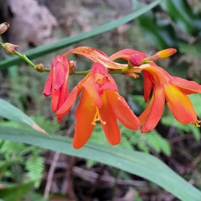 Crocosmia x crocosmiiflora (Montbretia) at Narrawallee, NSW - 4 Feb 2023 by trevorpreston