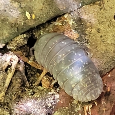 Unidentified Other Crustacean at Narrawallee, NSW - 4 Feb 2023 by trevorpreston