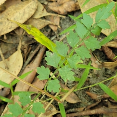 Pandorea pandorana (Wonga Wonga Vine) at Narrawallee, NSW - 4 Feb 2023 by trevorpreston