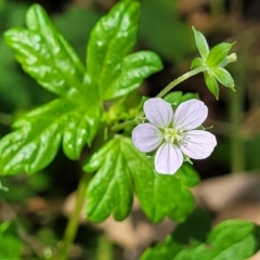 Geranium homeanum at Narrawallee, NSW - 4 Feb 2023 01:37 PM