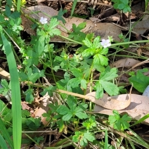 Geranium homeanum at Narrawallee, NSW - 4 Feb 2023 01:37 PM
