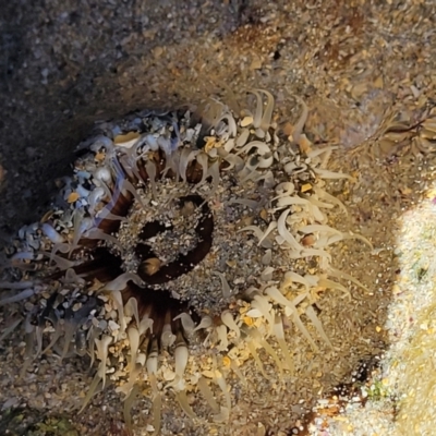 Unidentified Anemone, Coral, Sea Pen at Narrawallee, NSW - 4 Feb 2023 by trevorpreston