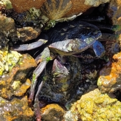 Unidentified Crab at Narrawallee, NSW - 4 Feb 2023 by trevorpreston