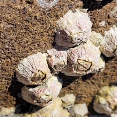 Tesseropora rosea at Narrawallee, NSW - 4 Feb 2023 by trevorpreston