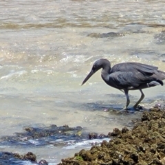 Egretta sacra (Eastern Reef Egret) at Narrawallee, NSW - 4 Feb 2023 by trevorpreston