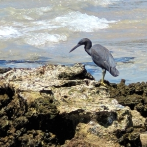 Egretta sacra at Narrawallee, NSW - 4 Feb 2023 01:04 PM