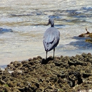 Egretta sacra at Narrawallee, NSW - 4 Feb 2023 01:04 PM