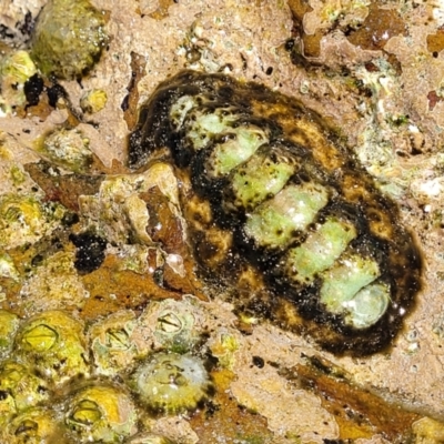 Unidentified Chiton at Narrawallee, NSW - 4 Feb 2023 by trevorpreston