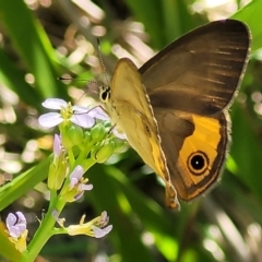 Hypocysta metirius (Brown Ringlet) at Narrawallee, NSW - 4 Feb 2023 by trevorpreston