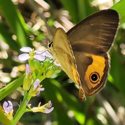 Hypocysta metirius (Brown Ringlet) at Narrawallee, NSW - 4 Feb 2023 by trevorpreston