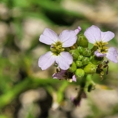 Cakile maritima (Sea Rocket) at Narrawallee, NSW - 4 Feb 2023 by trevorpreston