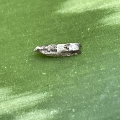 Crocidosema plebejana (Cotton Tipworm Moth) at Braddon, ACT - 3 Feb 2023 by Hejor1