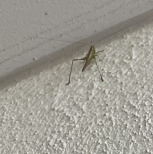 Conocephalus semivittatus at Braddon, ACT - 4 Feb 2023