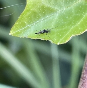 Chironomidae (family) at Braddon, ACT - 4 Feb 2023 10:59 AM