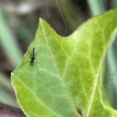 Chironomidae (family) at Braddon, ACT - 4 Feb 2023