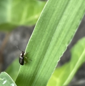 Chrysomelidae sp. (family) at Braddon, ACT - 4 Feb 2023