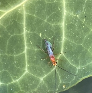 Ichneumonidae (family) at Braddon, ACT - 4 Feb 2023 11:04 AM